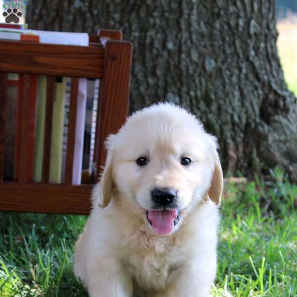 Leo, Golden Retriever Puppy
