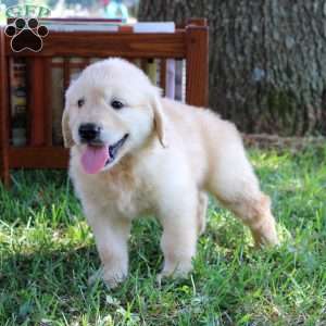 Leo, Golden Retriever Puppy