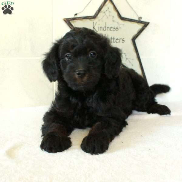 Leto, Mini Goldendoodle Puppy