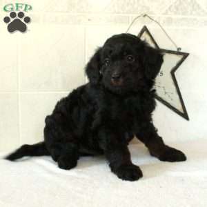 Leto, Mini Goldendoodle Puppy
