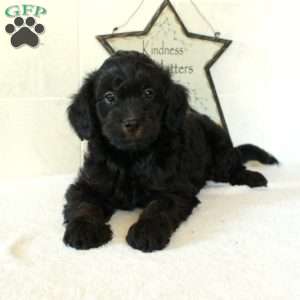 Leto, Mini Goldendoodle Puppy