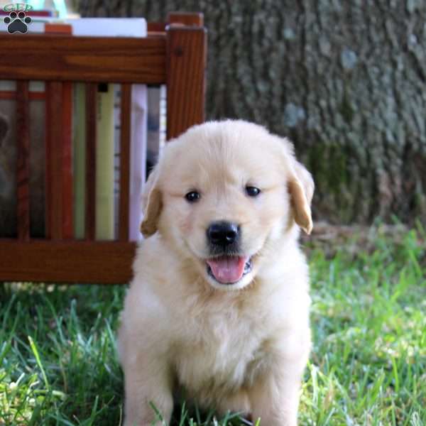 Levi, Golden Retriever Puppy