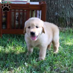Levi, Golden Retriever Puppy