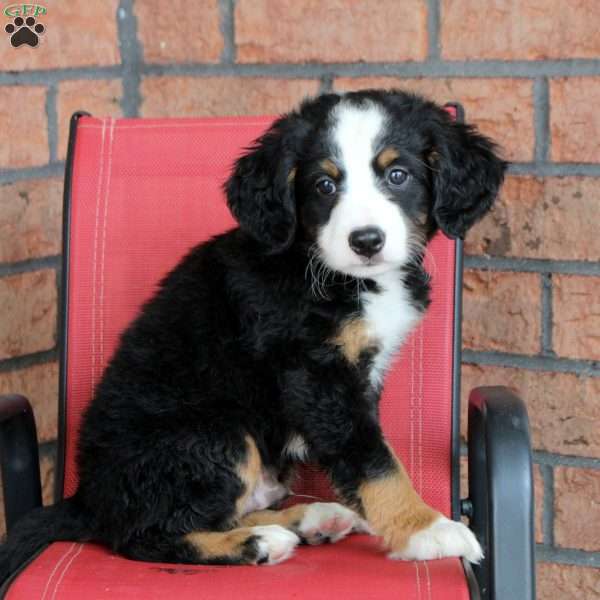 Lewis, Mini Bernedoodle Puppy