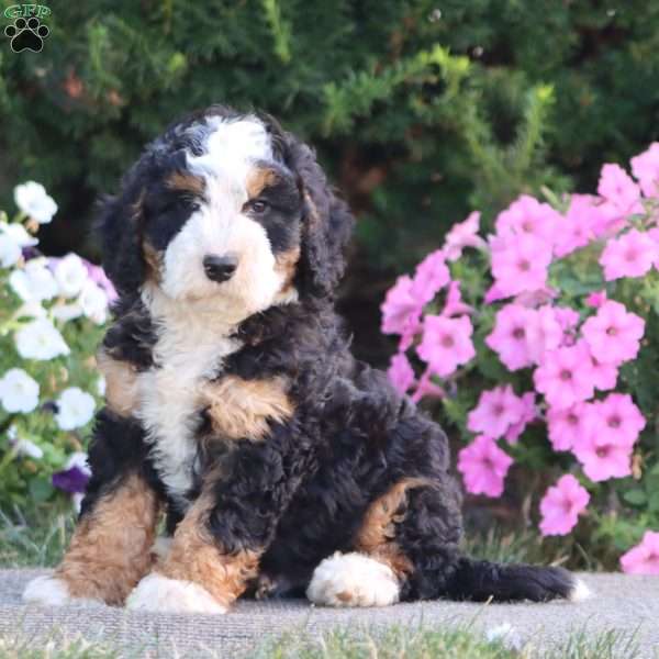 Lewis, Mini Bernedoodle Puppy