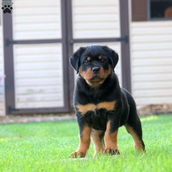 Lexi, Rottweiler Puppy