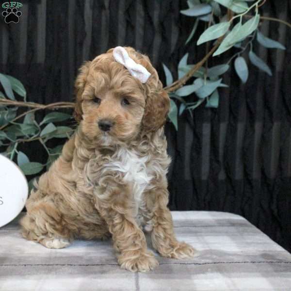 Lexi, Cockapoo Puppy