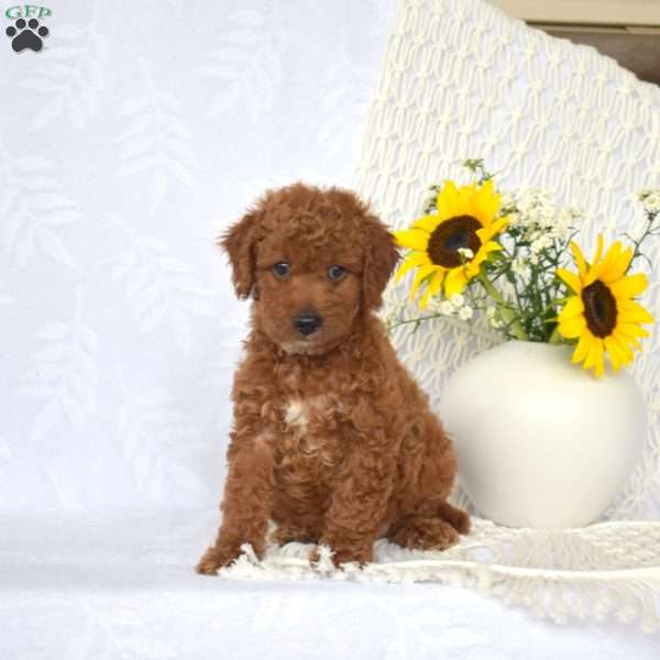 Lexi, Mini Goldendoodle Puppy