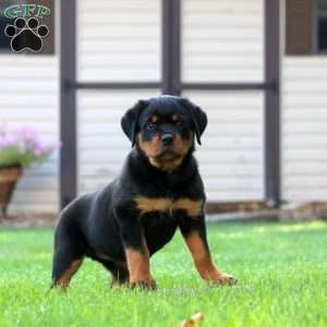 Lexi, Rottweiler Puppy