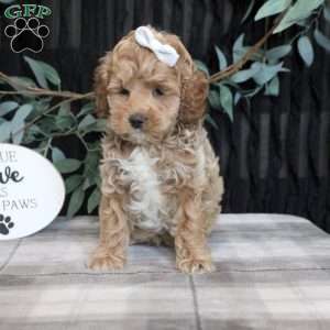 Lexi, Cockapoo Puppy