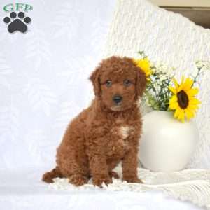 Lexi, Mini Goldendoodle Puppy