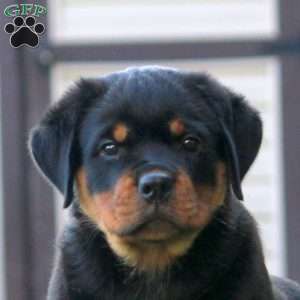 Lexi, Rottweiler Puppy