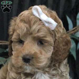 Lexi, Cockapoo Puppy