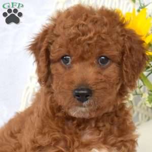 Lexi, Mini Goldendoodle Puppy
