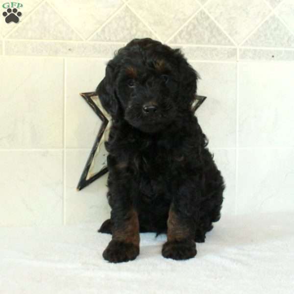 Liam, Mini Goldendoodle Puppy