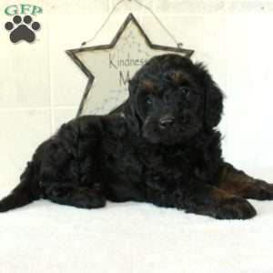Liam, Mini Goldendoodle Puppy