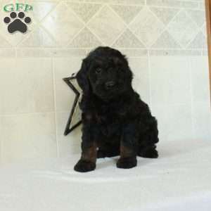 Liam, Mini Goldendoodle Puppy
