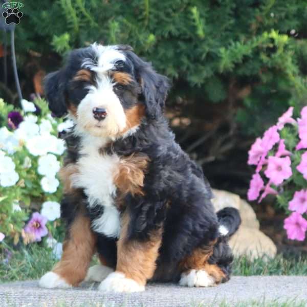 Liberty, Mini Bernedoodle Puppy