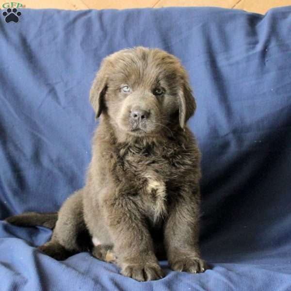 Lilac, Newfoundland Puppy