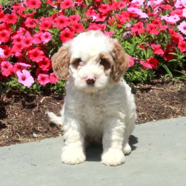 Lilac, Mini Bernedoodle Puppy