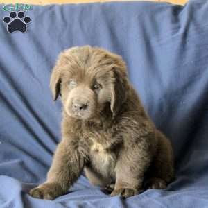 Lilac, Newfoundland Puppy
