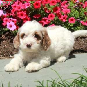Lilac, Mini Bernedoodle Puppy