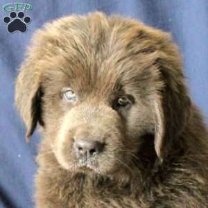 Lilac, Newfoundland Puppy