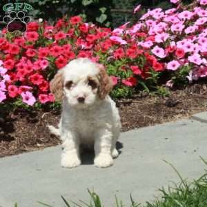 Lilac, Mini Bernedoodle Puppy