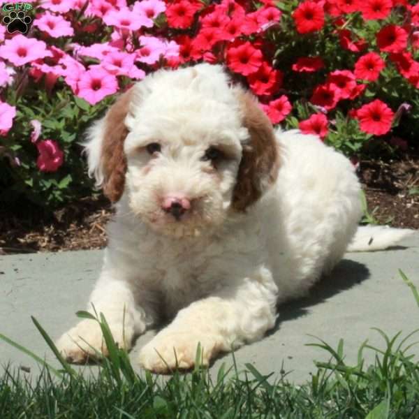 Lillian, Mini Bernedoodle Puppy