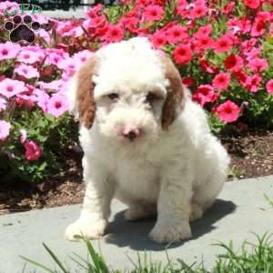 Lillian, Mini Bernedoodle Puppy