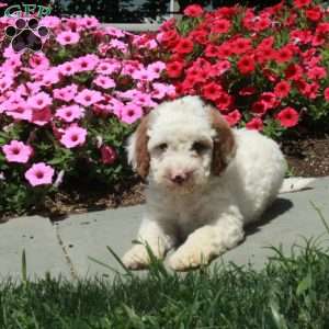 Lillian, Mini Bernedoodle Puppy
