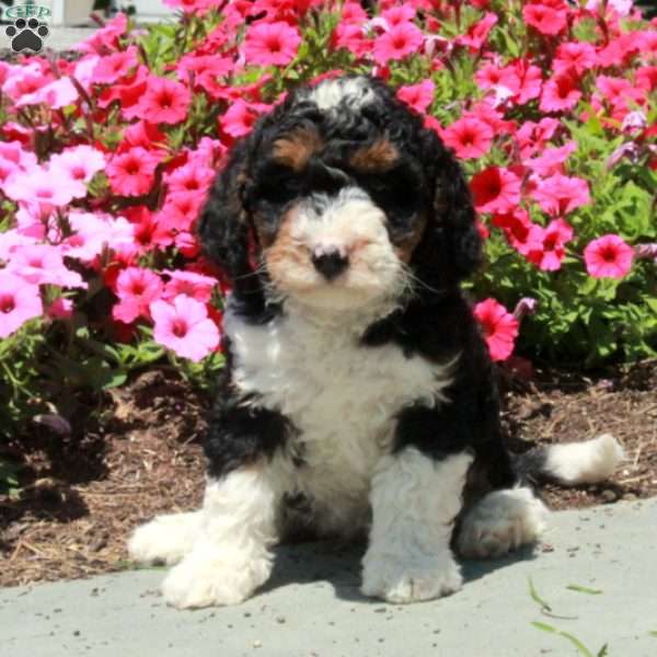 Lilly, Mini Bernedoodle Puppy