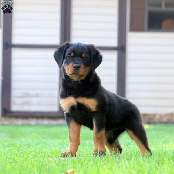 Lily, Rottweiler Puppy