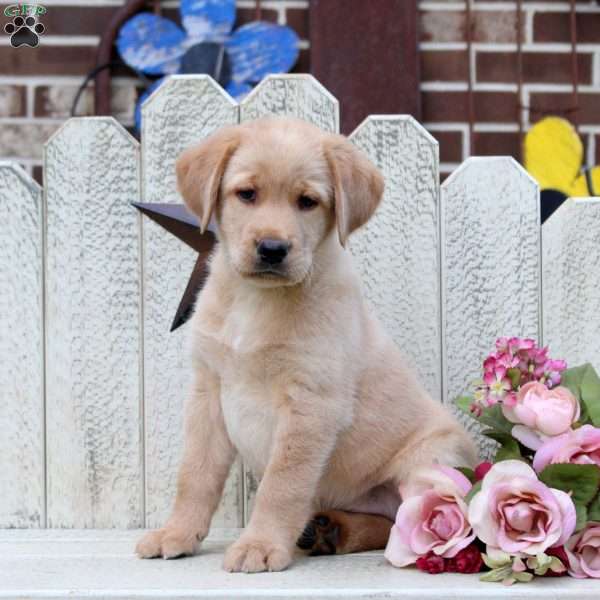 Lily, Fox Red Labrador Retriever Puppy