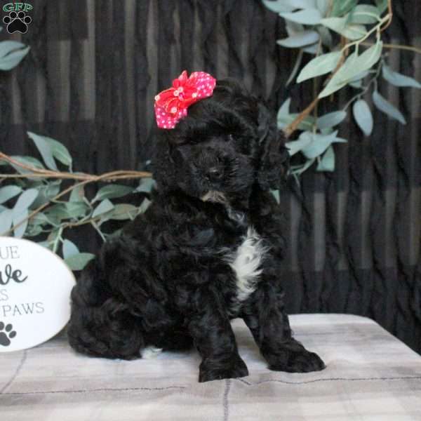 Lily, Cockapoo Puppy