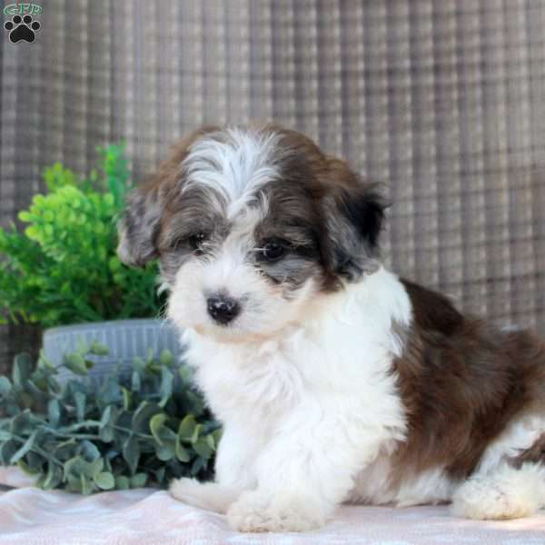 Lily, Shorkie-Poo Puppy