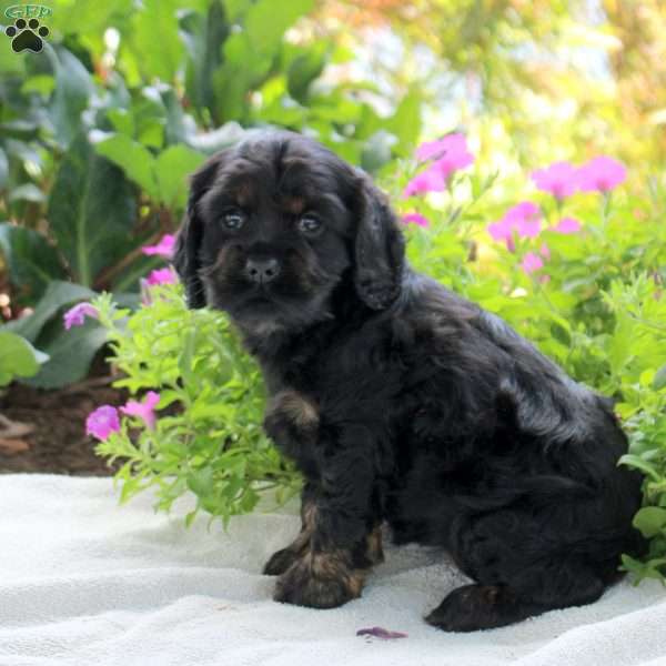 Lily, Cocker Spaniel Puppy