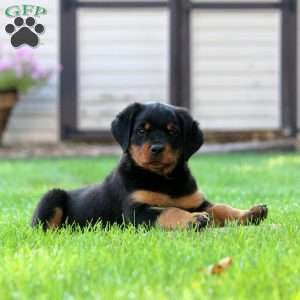 Lily, Rottweiler Puppy