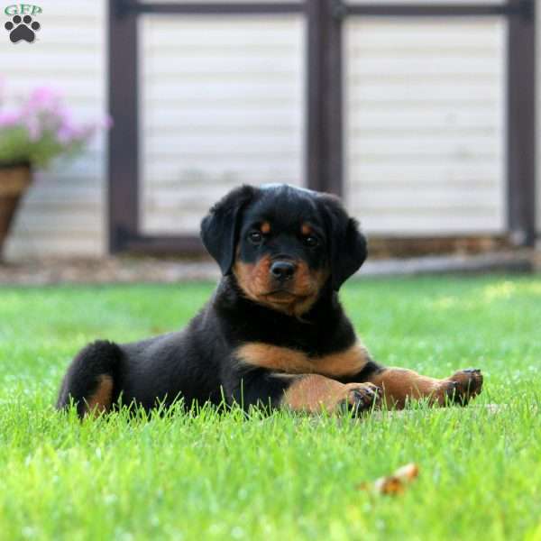 Lily, Rottweiler Puppy