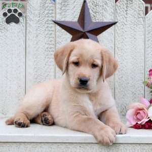 Lily, Fox Red Labrador Retriever Puppy