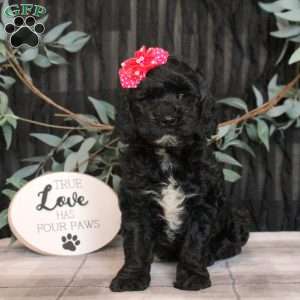 Lily, Cockapoo Puppy