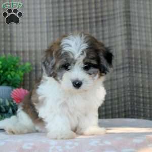 Lily, Shorkie-Poo Puppy
