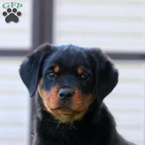 Lily, Rottweiler Puppy