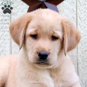 Lily, Fox Red Labrador Retriever Puppy
