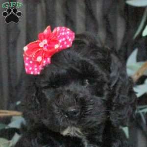 Lily, Cockapoo Puppy