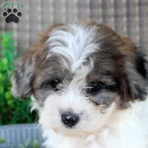 Lily, Shorkie-Poo Puppy