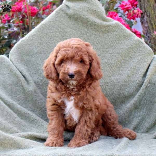 Link, Miniature Poodle Puppy