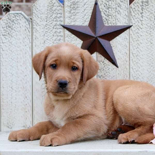 Link, Fox Red Labrador Retriever Puppy