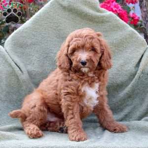 Link, Miniature Poodle Puppy