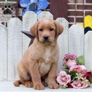 Link, Fox Red Labrador Retriever Puppy